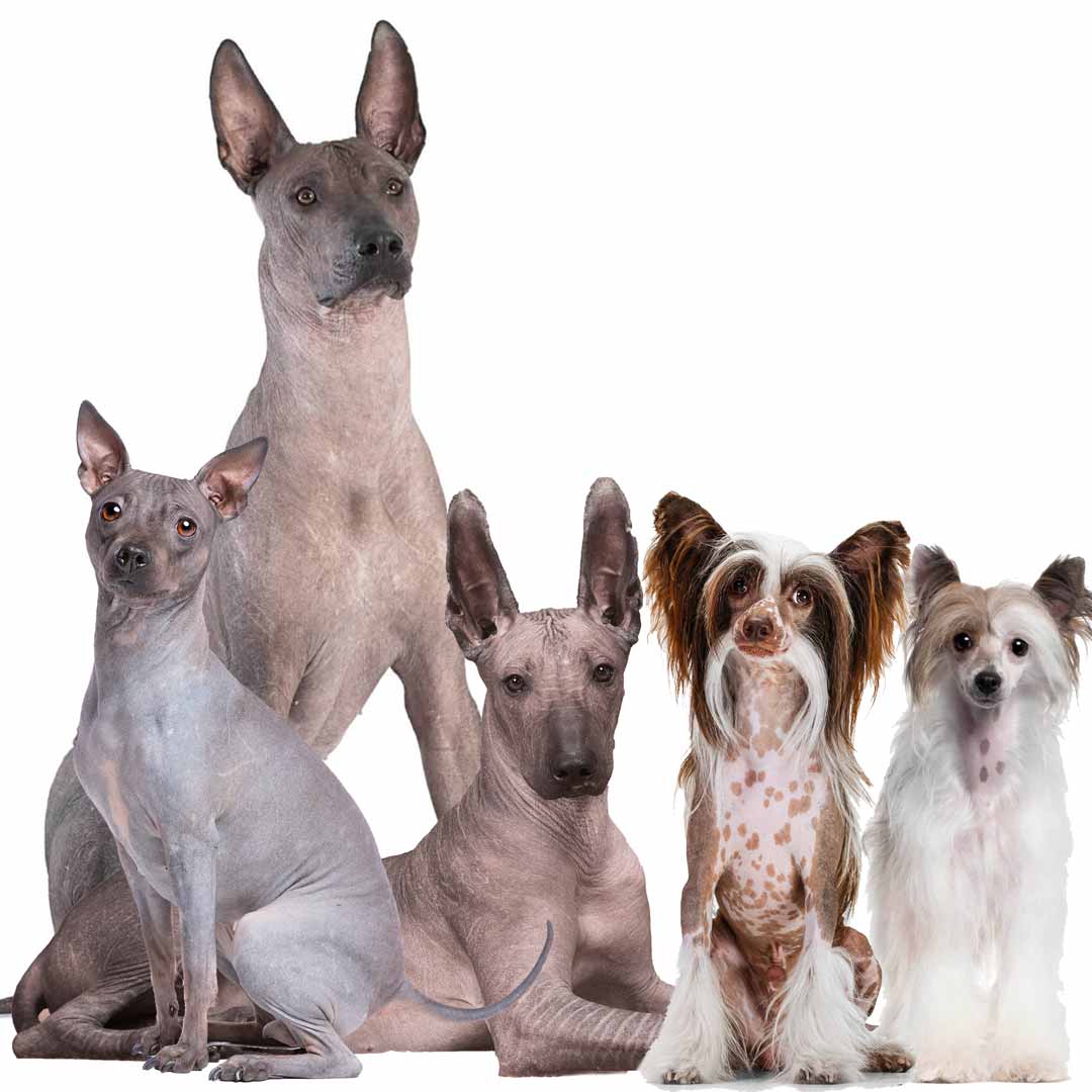 hairless dogs